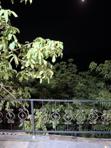 2300 متر ، باغ ، گنجنامه - 3
